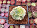Echeveria 'Nicksana' Variegated 2" Succulent Plant