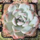 Echeveria 'Orange Monroe' 3" Powdery Succulent Plant