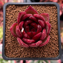 Echeveria Agavoides 'Red Plum' 1"-2" Succulent Plant