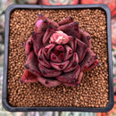 Echeveria Agavoides 'Red Ebony' 2" Succulent Plant