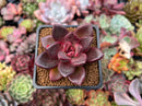 Echeveria Agavoides 'Pine Rose' 2" Succulent Plant