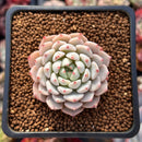 Echeveria 'White Zaragoza' 2" Succulent Plant