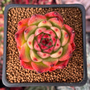 Echeveria Agavoides 'Rose Garnet' 2" Succulent Plant