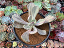Pachyveria 'Jocelyns Joy' Variegated 3" Succulent Plant