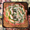 Echeveria 'Starmark' 3" Succulent Plant