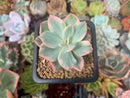 Echeveria 'Pink Harin' Variegated 1" Succulent Plant