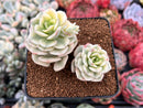Echeveria 'Nicksana' Variegated 3" Cluster Succulent Plant