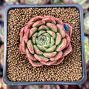Echeveria Agavoides 'Fabien' 2" New Hybrid Succulent Plant