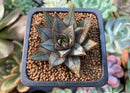 Echeveria 'Purpusorum' White Form 1" Succulent Plant
