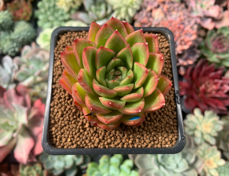 the happy succulent Echeveria Agavoides 'Happy' 2” Succulent Plant – True Succulents Plant Co