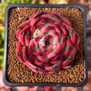 Echeveria Agavoides 'Fire Pillar' 2" Succulent Plant