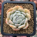 Echeveria sp. 1" Succulent Plant