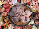 Echeveria 'Rodolfi' 4" Succulent Plant