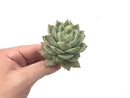 Echeveria 'Blue Bird' x 'Champagne' 2"-3" Succulent Plant