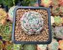 Echeveria 'Viyant' 1" Succulent Plant