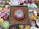 Echeveria 'Anchez Mejoradae' 1"-2" Seed-grown Succulent Plant