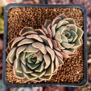 Echeveria Hybrid sp. 2" Succulent Plant