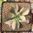 Echeveria 'Primadonna' Variegated 2" Succulent Plant