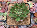 Echeveria Agavoides 'Eve' Variegated 3” Succulent Plant