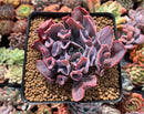 Echeveria 'Trumpet Pinky' 3" Succulent Plant