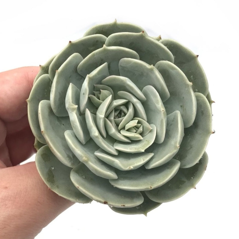 laura succulents Echeveria 'Laura' 1"-2" Succulent Plant