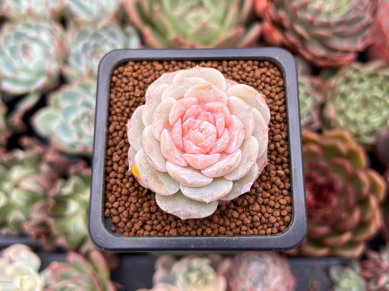 succulent love Echeveria 'Pure Love' 1" Succulent Plant – True Succulents Plant Co