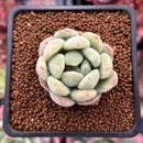 Echeveria 'Golden Velvet' 1" Succulent Plant