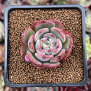 Echeveria 'Hongye' 1" Succulent Plant