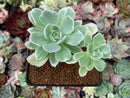 Echeveria 'Lemon Lime' Variegated 3" Succulent Plant