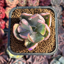 Echeveria 'Beyonce' Variegated 2" Succulent Plant