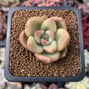 Echeveria 'Avocado Cream' Small 1" Succulent Plant