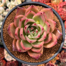 Echeveria Agavoides 'Pink Bright' 4" New Hybrid Succulent Plant