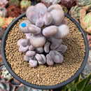 Pachyphytum Oviferum 'Moon Stone' 4" Cluster Succulent Plant