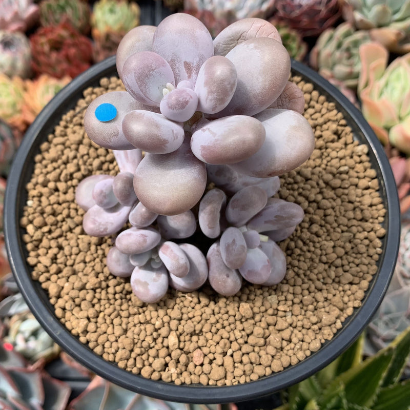 crested moonstone succulent Pachyphytum Oviferum 'Moon Stone' 4" Cluster Succulent Plant