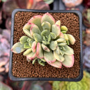 Echeveria 'Minibelle' Variegated 2" Succulent Plant