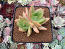 Echeveria 'Rainbow Charlotte' 2" Succulent Plant