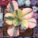 Echeveria 'Primadonna' Variegated 2"-3" Succulent Plant