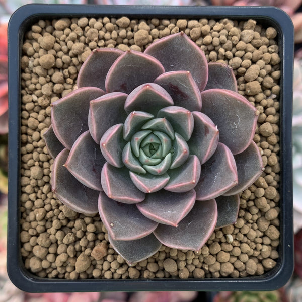 echeveria classic french trnusers サイズ2 echeveria classic french trnusers