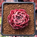 Echeveria 'Shakira' 1" Succulent Plant