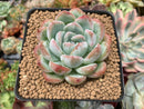Echeveria sp. 3" Succulent Plant