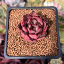 Echeveria Agavoides 'Red Ebony' 1" Succulent Plant