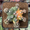 Astrophytum Myriostigma 'Kikko' Variegated 3" Plant *NO ROOTS*