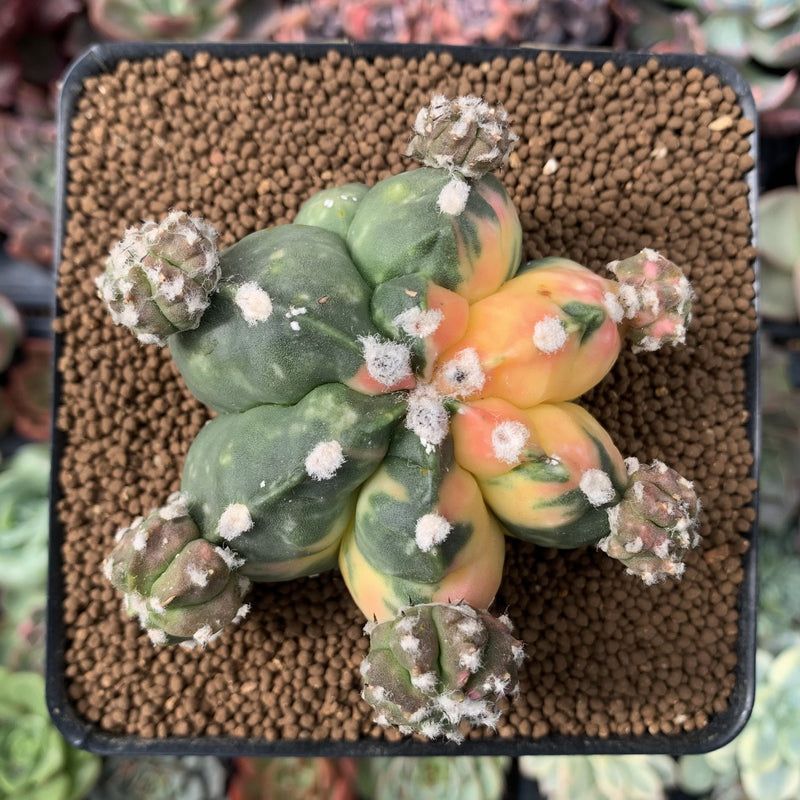 Astrophytum Myriostigma 'Kikko' Variegated 3" Plant *NO ROOTS*  True  Succulents Plant Co.