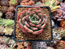 Echeveria 'Hongye' 2" Succulent Plant