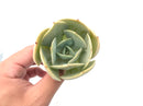Echeveria 'Smile Ball' 3"-4" Rare Succulent Plant