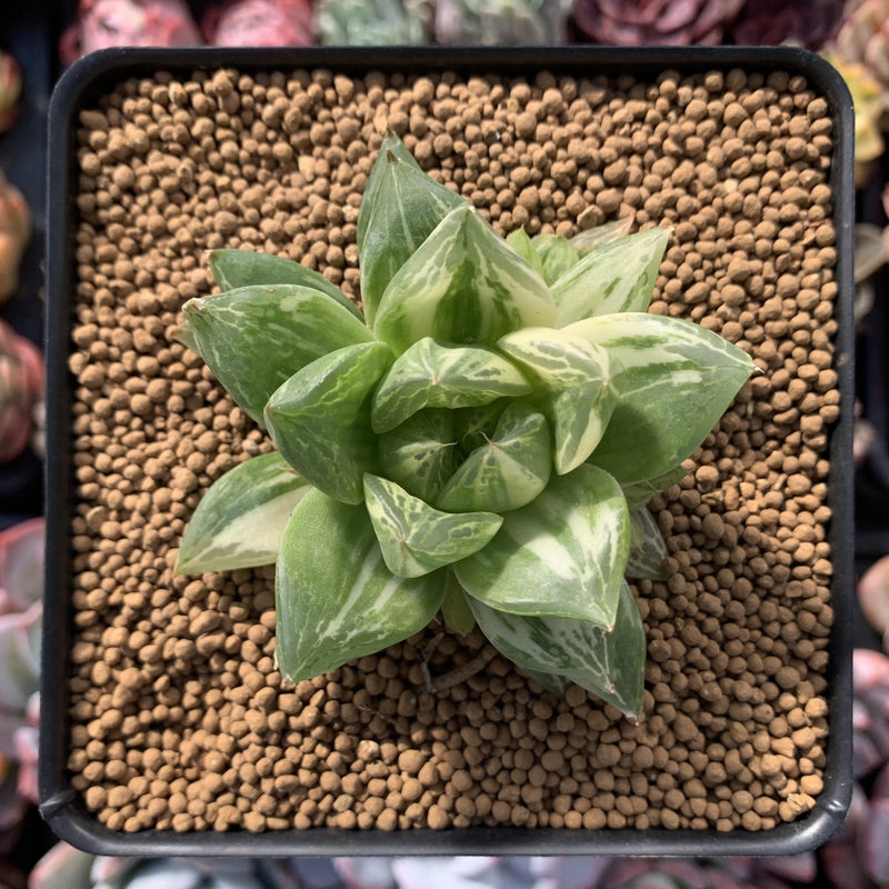 haworthia cymbiformis succulent Haworthia 'Cymbiformis' Variegated 3" Succulent Plant – True Succulents Plant Co