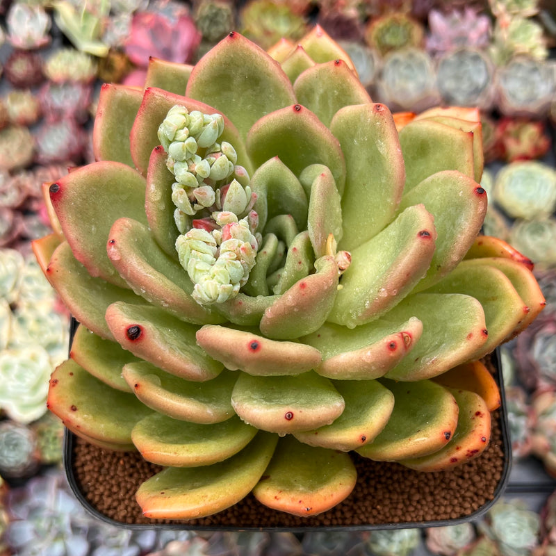 Echeveria Agavoides 
