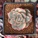 Echeveria 'Esther' Variegated 2" Succulent Plant