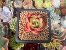 Echeveria Agavoides 'Maria' Superclone 1" Succulent Plant