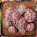 Echeveria 'Nanahukumini' 3" Cluster Succulent Plant